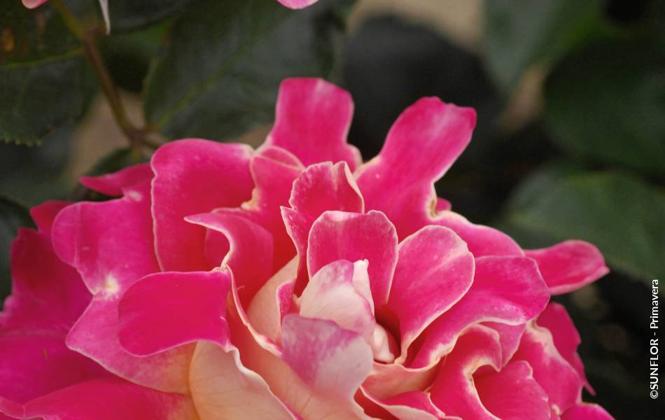 ©SUNFLOR - Primavera